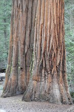 Sequoias in Mariposa Grove, Yosemite National Park, California, USA, North America