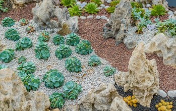 Collection of succulent cacti in gravel covered soil among stones and boulders inside greenhouse