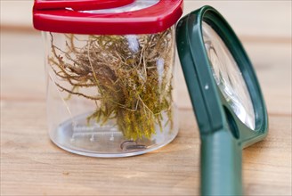 Millipede (Myriapoda) or centipede with moss in cup magnifying glass with red lid, green magnifying