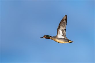 Eurasian Teal, Anas crecca, male in flight on blue sky