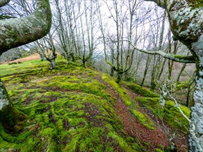 Beautiful Beech forest at the top of Mount Adarra, municipality of Urnieta in Gipuzkoa. Basque