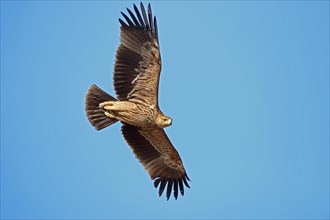Imperial Eagle, Oman, Asia