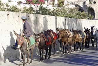 Farmer driving his mules through the steep alleys of Fira, Santorini, Cyclades, Greece, Europe