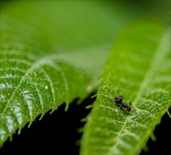 Closeup of tiny black ant on a green leaf with blurred background taken at night