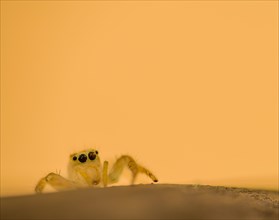 Closeup of jumping spider with translucent body on corner of wooden post looking at camera