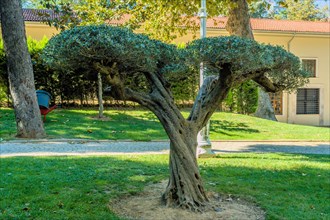 Two trees twisted together and growing as one in public park in Istanbul, Tuerkiye