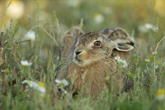 Brown hare (Lepus europaeus) juvenile leveret amongst summer flowers, Suffolk, England, United