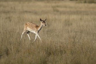 Fallow deer (Dama dama) adult female animal walking in grassland, Suffolk, England, United Kingdom,