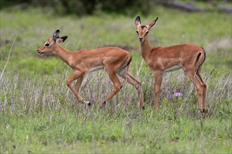 Black Heeler Antelope, (Aepyceros melampus), two young animals, alert, Kruger National Park, Kruger