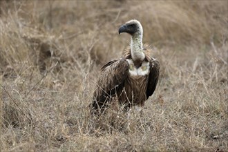 White-backed vulture (Gyps africanus), adult, alert, on ground, Sabi Sand Game Reserve, Kruger