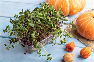 Microgreen sprouts of radish with pumpkin on blue wooden background. Side view, close up