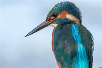 Portrait of a kingfisher (Alcedo athis) sitting on a branch. Bas-Rhin, Alsace, Grand Est, France,