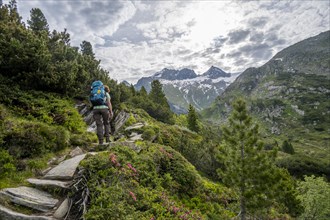 Mountaineer on a hiking trail in a picturesque mountain landscape with alpine roses, mountain peak