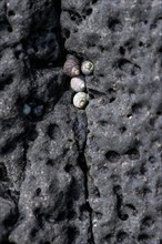 Small shells, lava rock, rocky coast, Reykjanes Peninsula, Iceland, Europe