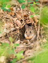 A small mouse, yellow-necked mouse (Apodemus flavicollis), with large ears and large, cute beady