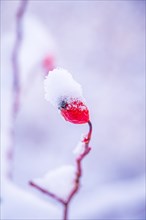 Red rosehip (Rosa canina) covered with snow in winter, Jena, Thuringia, Germany, Europe