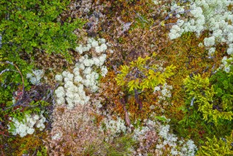 Reindeer lichen (Cladonia rangiferina), black crowberry (Empetrum nigrum), dwarf birch (Betula