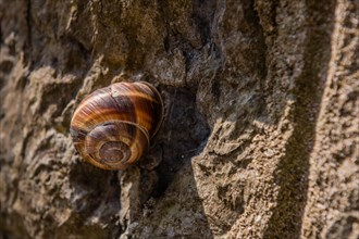 Closeup of snail in sunshine on rough concrete wall