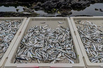 Anchovies drying in plastic containers with blurred volcanic rocks in background in Jeju, South