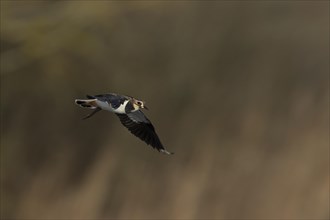 Northern lapwing (Vanellus vanellus) adult bird in flight, Suffolk, England, United Kingdom, Europe
