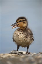 Mallard duck (Anas platyrhynchos) juvenile duckling quacking, Norfolk, England, United Kingdom,