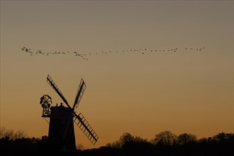 Windmill silhouetted at sunset with a red sky and a skein or flock of Pink-footed geese (Anser