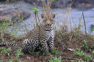 Leopard (Panthera pardus), young, alert, Sabi Sand Game Reserve, Kruger NP, Kruger National Park,
