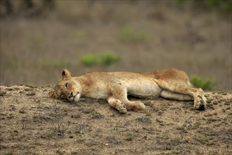 Lion (Panthera leo), adult, female, lying, resting, Sabi Sand Game Reserve, Kruger National Park,