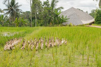 Flock of ducks on rice fields in countryside, Ubud, Bali, Indonesia, green grass. Travel, tropical,