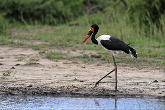 Saddle-billed stork (Ephippiorhynchus senegalensis), adult, foraging, at the water, Kruger National