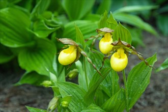 Beautiful orchid flowers of yellow color with green leaves in the garden. Lady's-slipper hybrids.