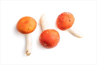 Red fly agaric (Amanta muscaria) isolated on white background. Top view, flat lay, close up