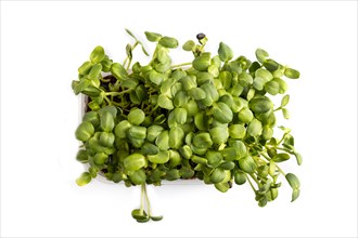 Plastic box with microgreen sprouts of sunflower isolated on white background. Top view, flat lay,