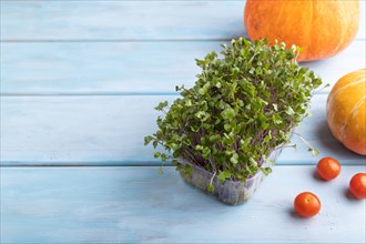 Microgreen sprouts of kohlrabi cabbage with pumpkin on blue wooden background. Side view, copy