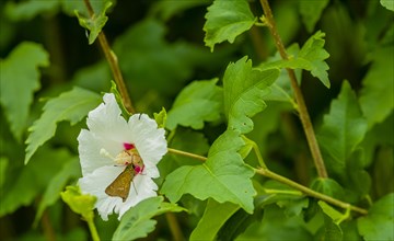 Small brown butterfly gathering pollen from inside a beautiful Rose of Sharon flower