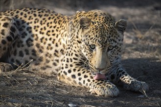 Leopard (Panthera pardus), Khomas region, Namibia, Africa