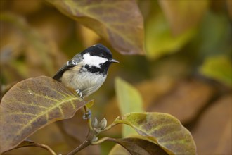 Coal tit (Periparus ater) adult bird amongst autumn leaves of a garden Magnolia tree, Suffolk,