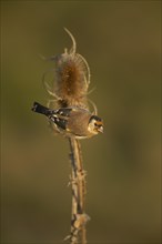 European goldfinch (Carduelis carduelis) adult bird on a Teasel (Dipsacus fullonum) seedhead,