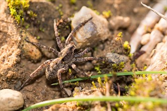 Conspicuous tarantula (Alopecosa accentuata) hunts in its natural habitat on sandy soil between
