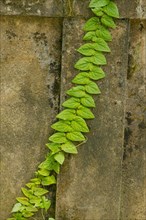 Climbing plant with green leaves on concrete wall. Background, sunny day at tropical park,