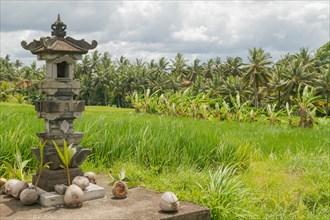 Altar with coconuts on rice fields in countryside, Ubud, Bali, Indonesia, green grass, large trees,