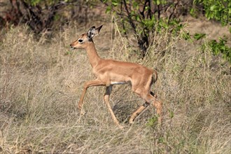Black heeler antelope, (Aepyceros melampus), young animal, running, foraging, alert, Kruger