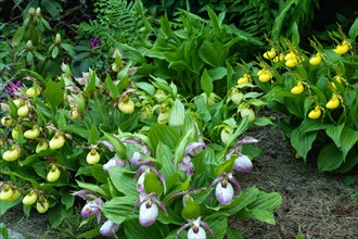 Beautiful orchid flowers of yellow and pink color with green leaves in the garden. Lady's-slipper