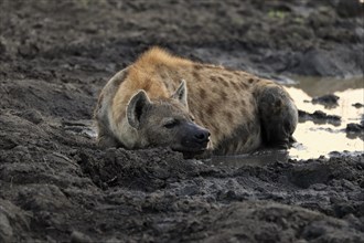 Spotted hyena (Crocuta crocuta), adult, in water, alert, Sabi Sand Game Reserve, Kruger National