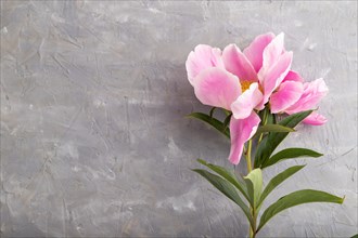 Beautiful peony pink flowers on gray concrete background, flat lay, top view, copy space