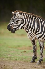 Plains zebras (Equus quagga) standing in the dessert, captive, distribution Africa