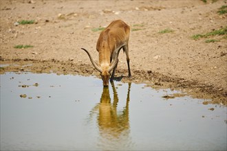 Southern lechwe (Kobus leche) drinking at a waterhole in the dessert, captive, distribution Africa