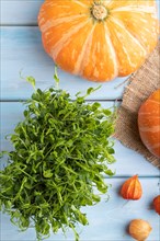 Microgreen sprouts of pea with pumpkin on blue wooden background. Top view, flat lay, close up