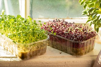 Boxes with microgreen sprouts of rucola and amaranth on white windowsill. Daylight, natural