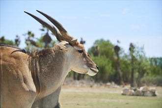 Common eland (Taurotragus oryx) in the dessert, captive, distribution Africa